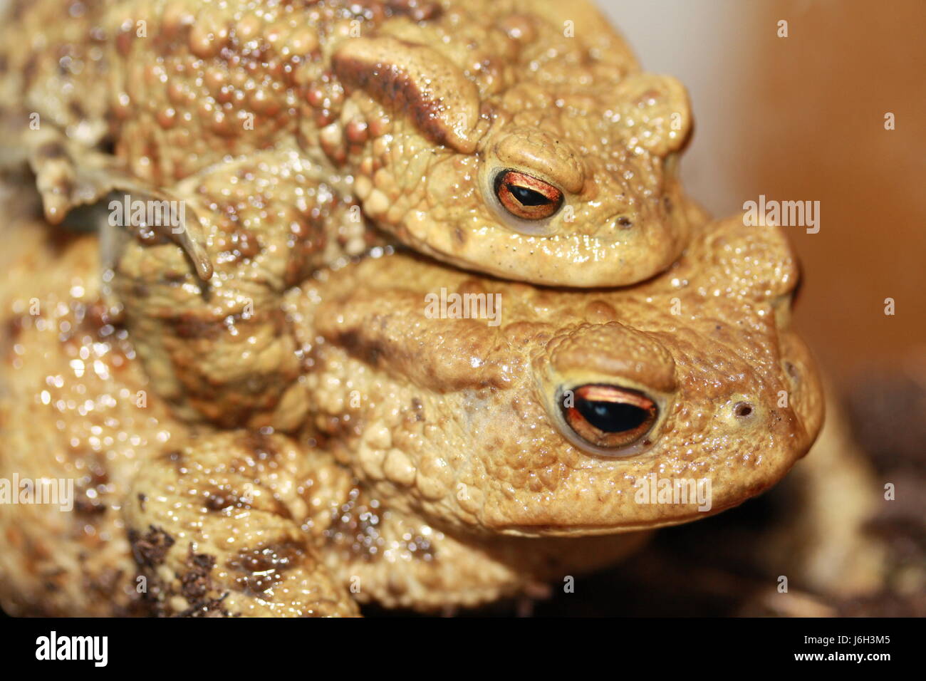 Female mate hi-res stock photography and images - Alamy