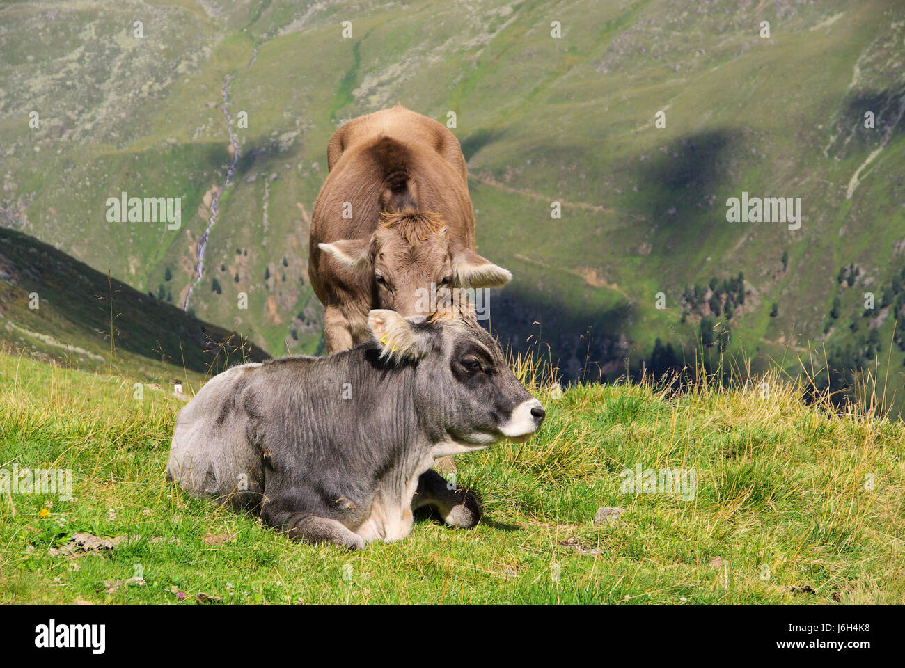 animal alps alp austrians cow bovine mountain animal green alps alp ...