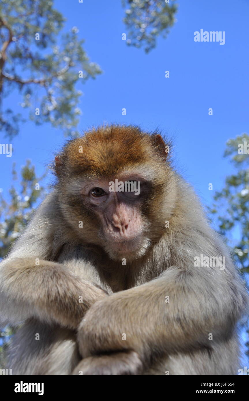 curious nosey nosy monkey critical expectant animal animals eyes zoo ...