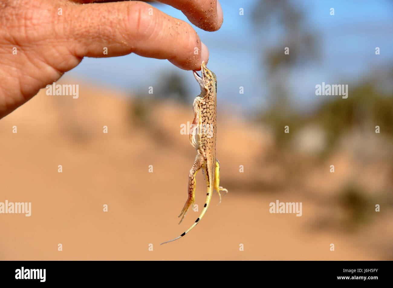 teeth lizard saurian snappily pinch hand finger desert wasteland teeth lizard Stock Photo