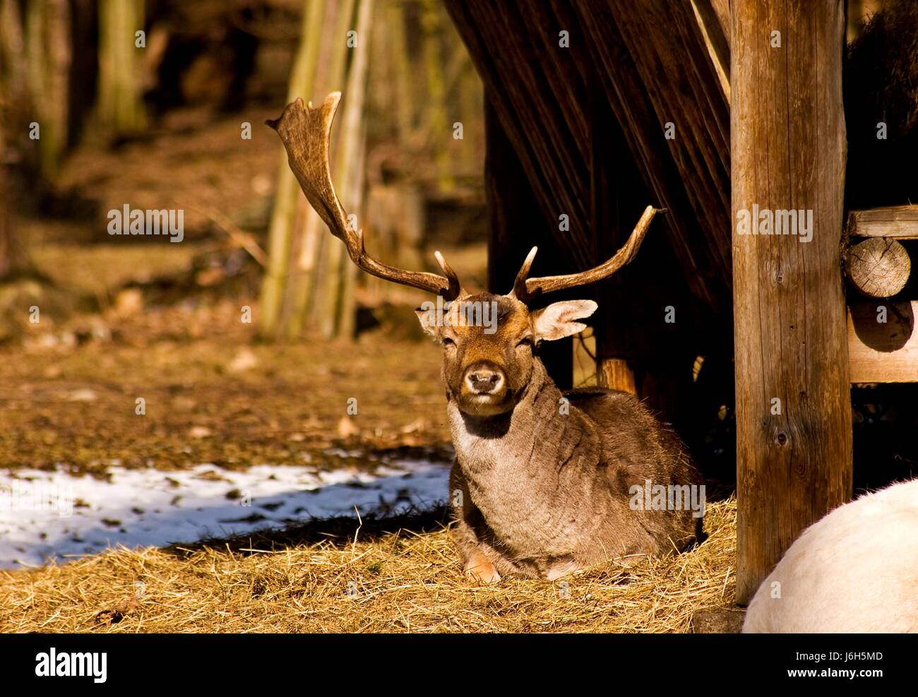 animals animal world horns fallow deer nature hart stag fodder mammal mouth Stock Photo