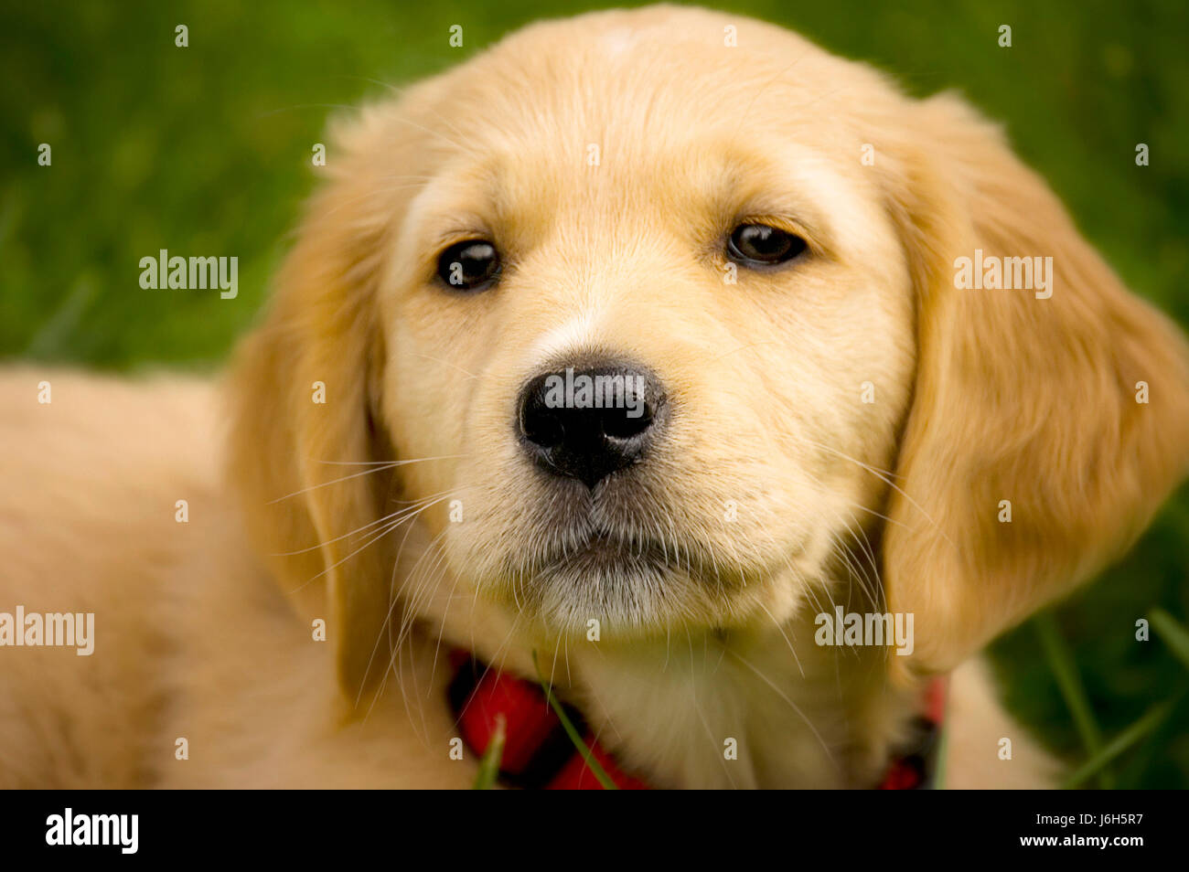 portrait of a golden retriever puppy Stock Photo - Alamy