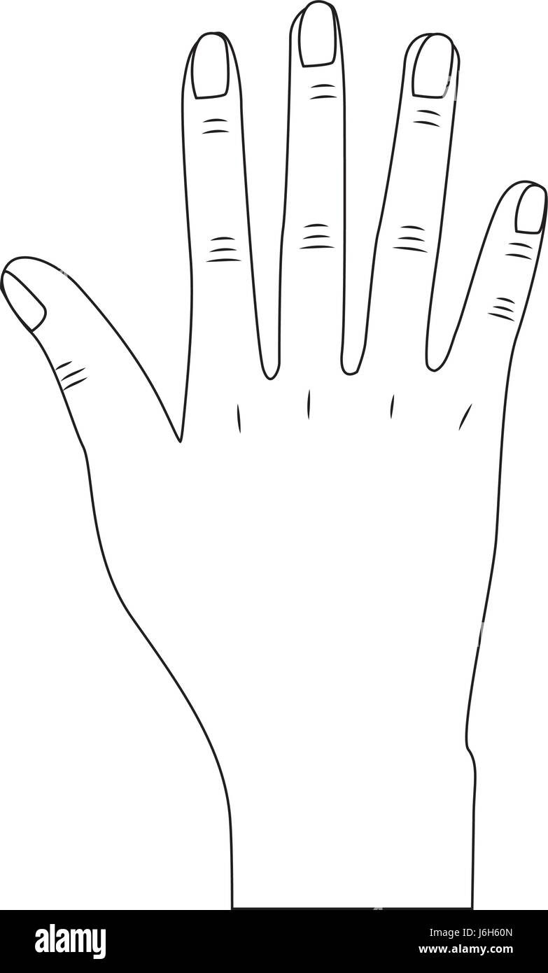 Line Nice Hand With All Fingers And Nails Stock Vector Image Art Alamy Line Nice Hand With All Fingers And Nails Stock Vector Image Art Alamy