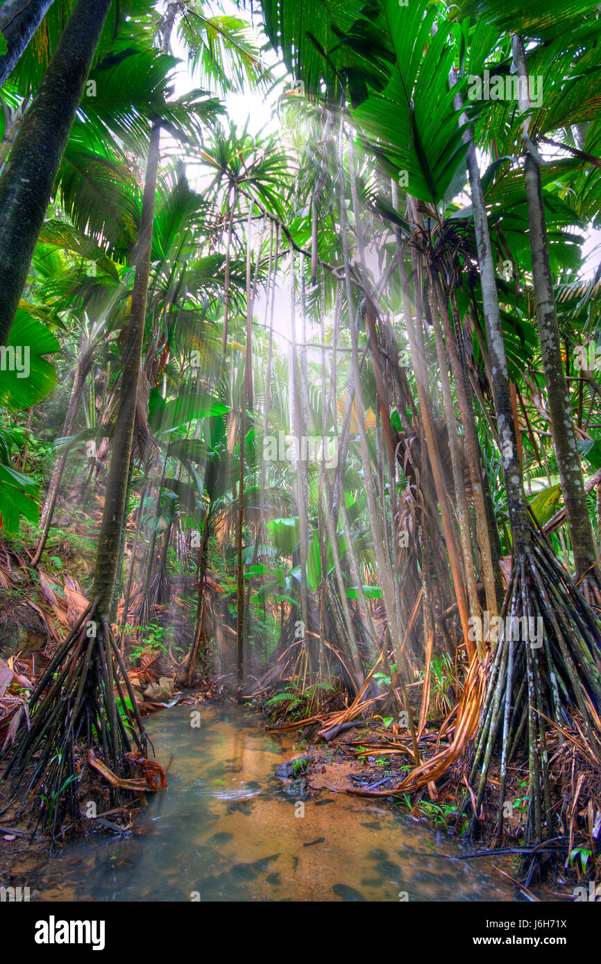 tree trees jungle sunshine rain forest tropics nature raining ...