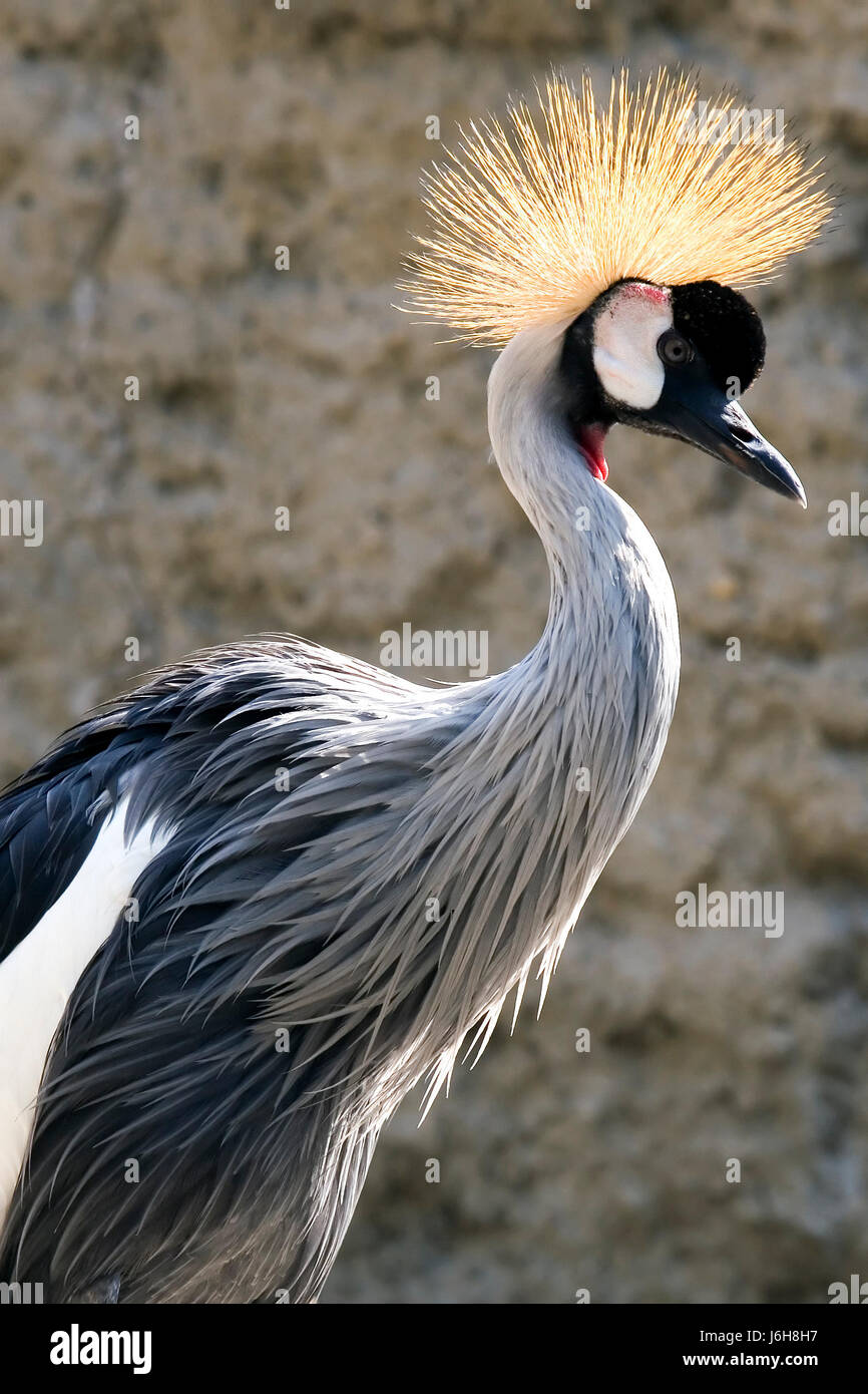 Beautiful Beauteously Nice Bird Africa Wildlife African Crane Crown Stock Photo Alamy Beautiful Beauteously Nice Bird Africa Wildlife African Crane Crown Stock Photo Alamy
