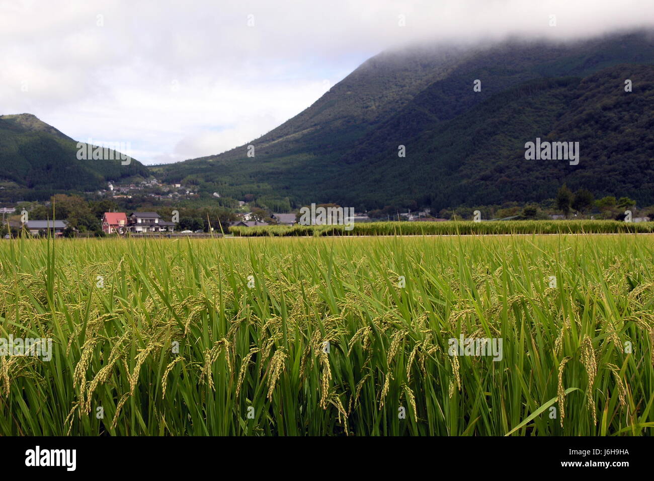 rice field in japan Stock Photo - Alamy