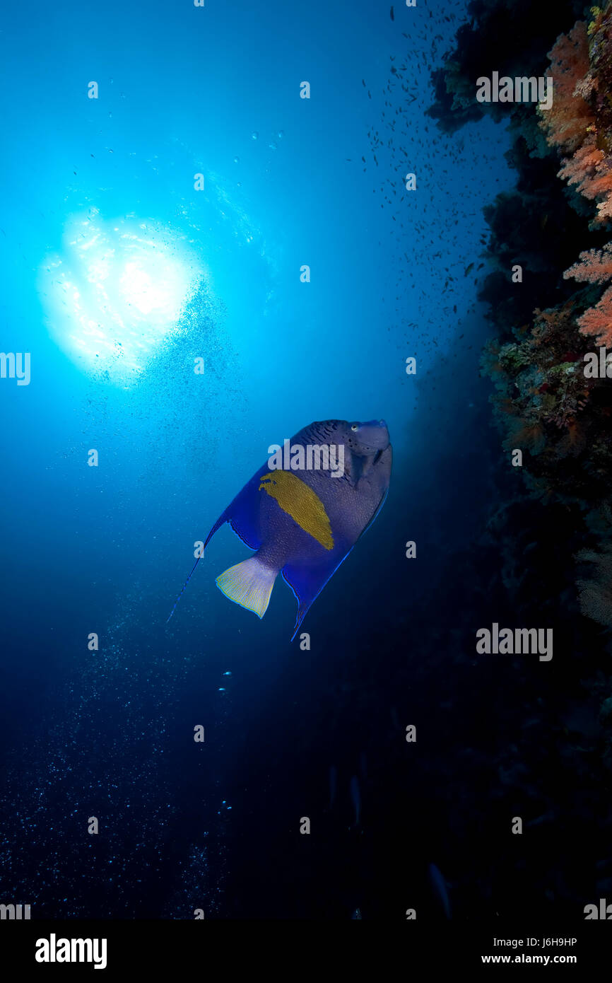 animal fish sunlight underwater colony exotic sunbeam egypt hard dive