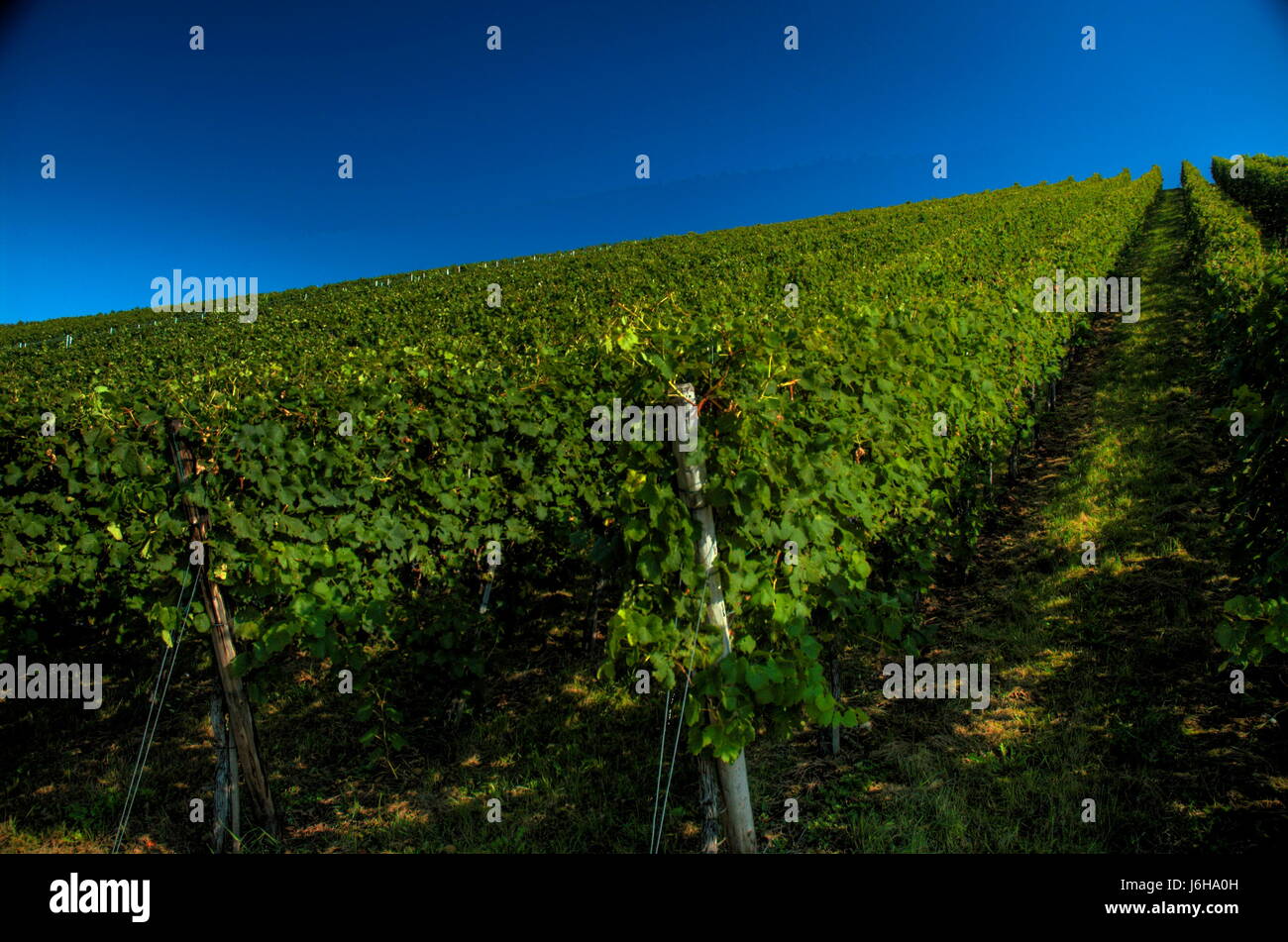vineyard,vineyard,remstal,remstal Stock Photo