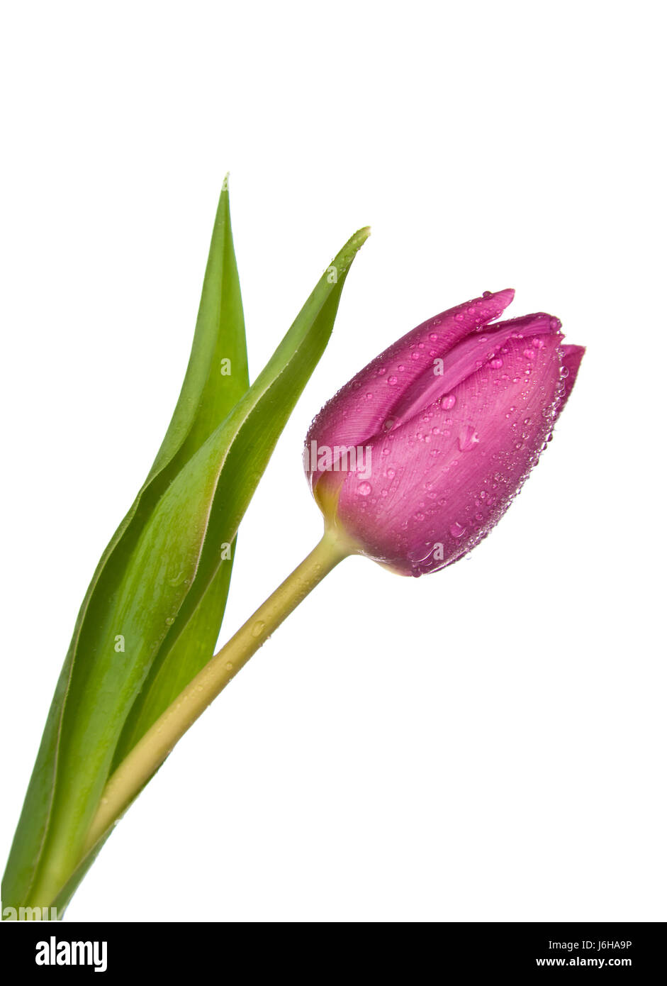 Aperturee Tulip Rose Blooming Trolley Spring Portrait Backdrop