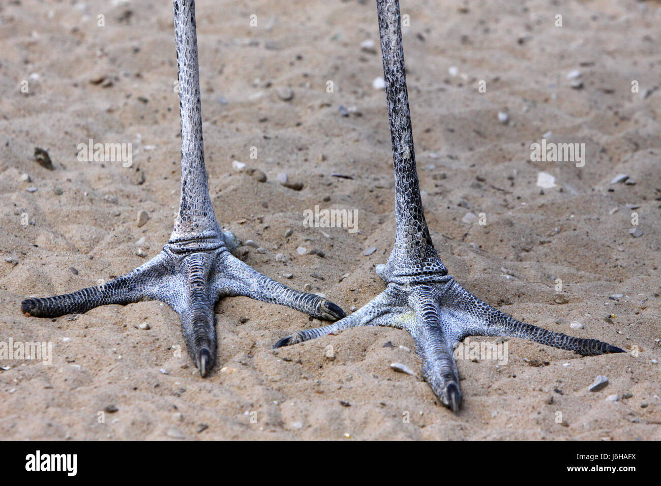 feet of a crowned crane Stock Photo Alamy