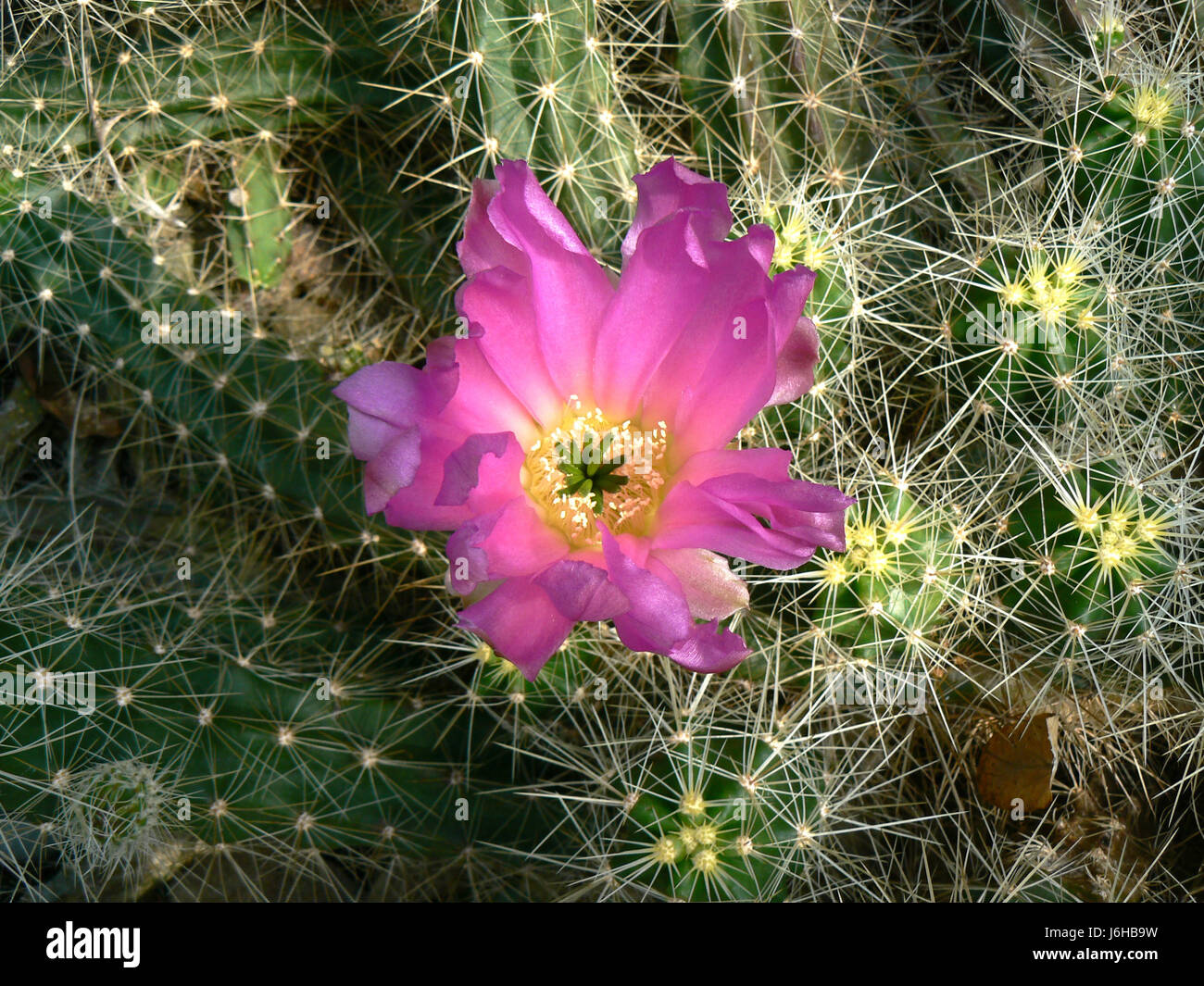 echinocereus cinerascens with flower Stock Photo Alamy