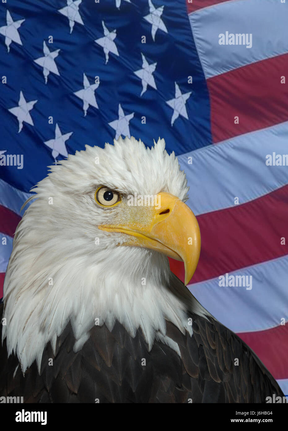 american animal bird america beak flag eagle bald american flight animal bird Stock Photo