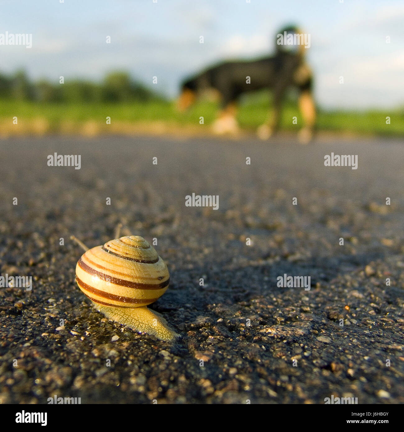 snail and dog Stock Photo Alamy