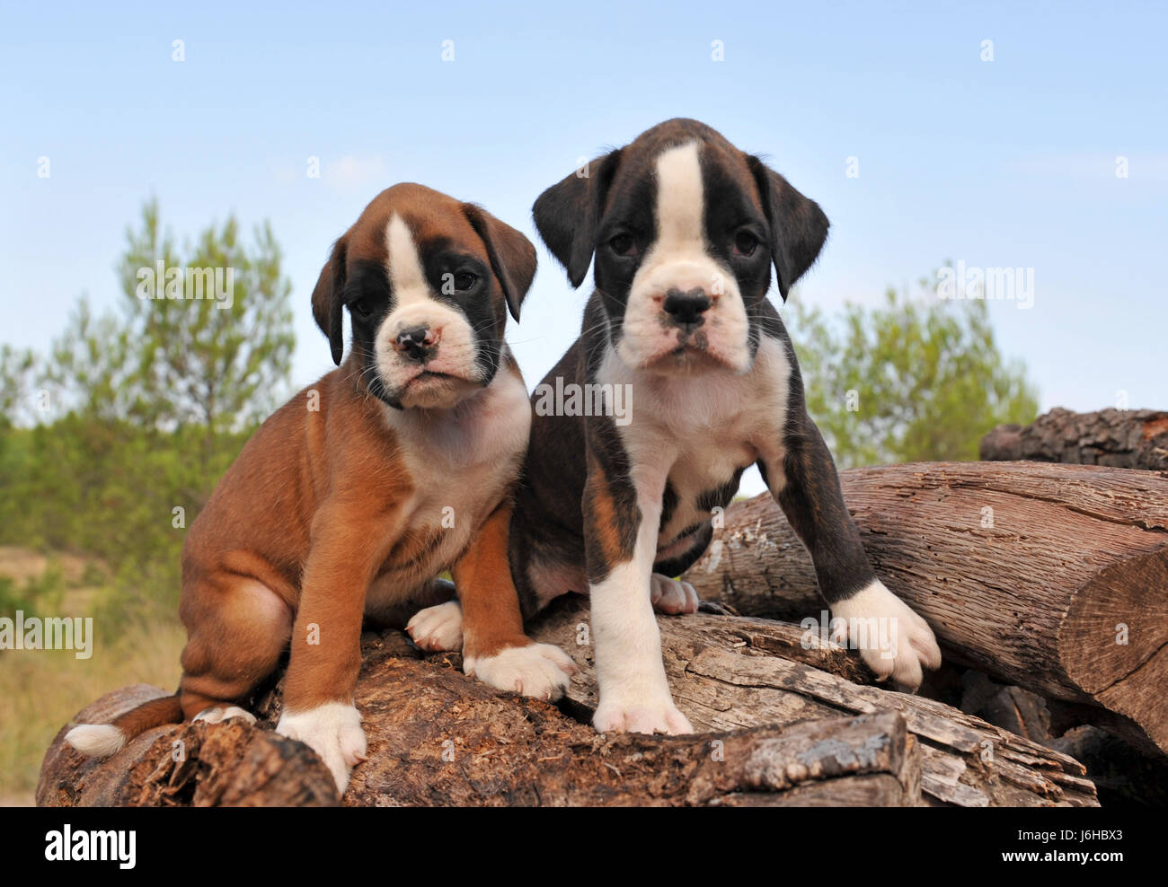 dog dogs boxer puppies young younger two nature whelps pupies beautiful Stock Photo
