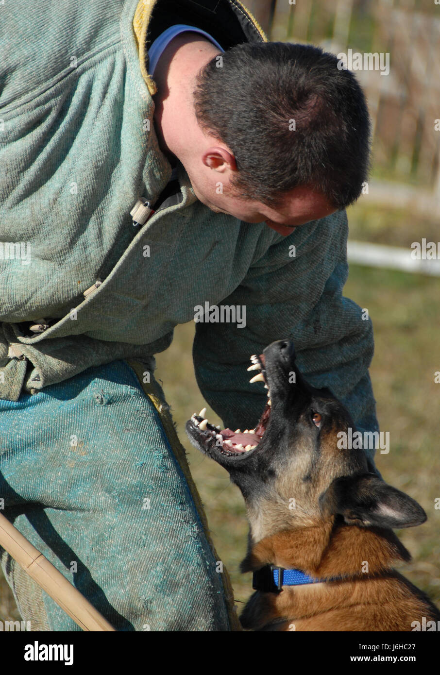 dog attack shepherd belgian danger animal pet brown brownish brunette teeth Stock Photo