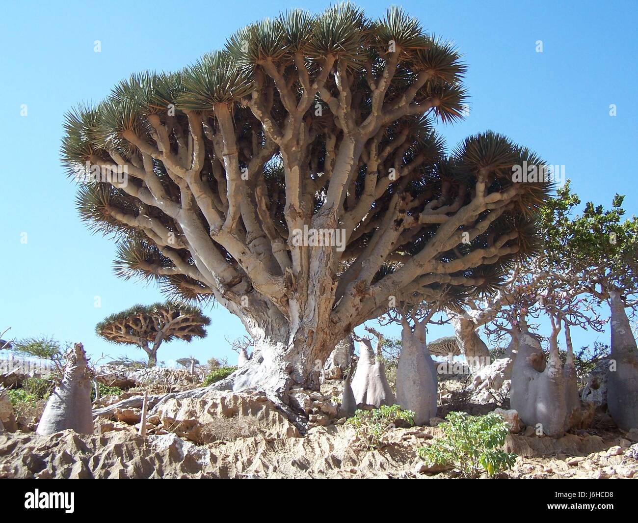 Umdlebe Tree Umdlebe Tree