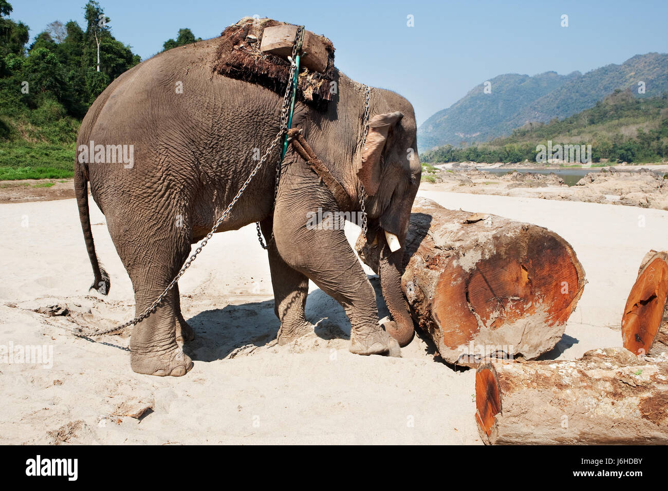 wood elephant farm animal plodder wood asia elephant transport farm