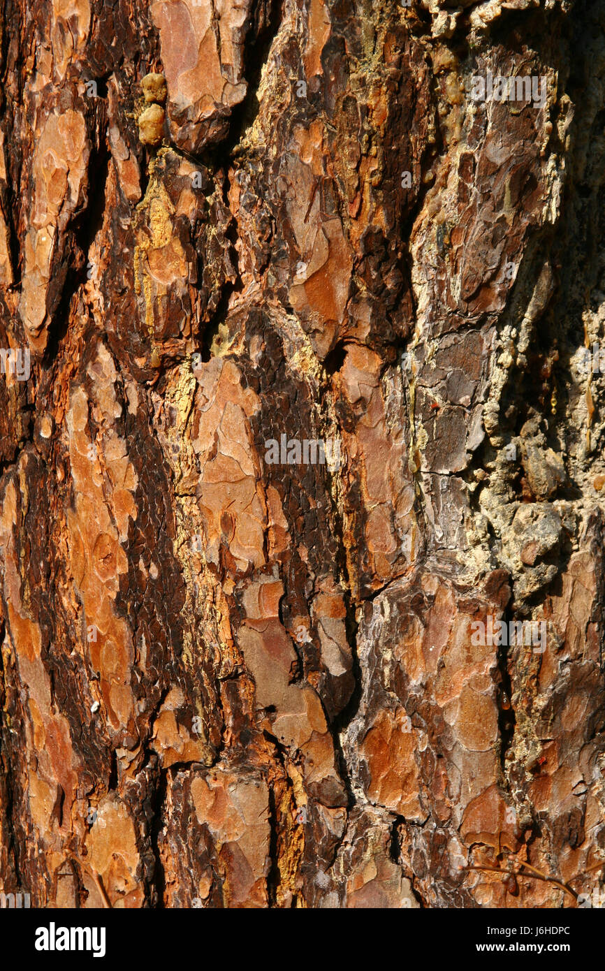 detail tree bark texture detail tree shine shines bright lucent light ...