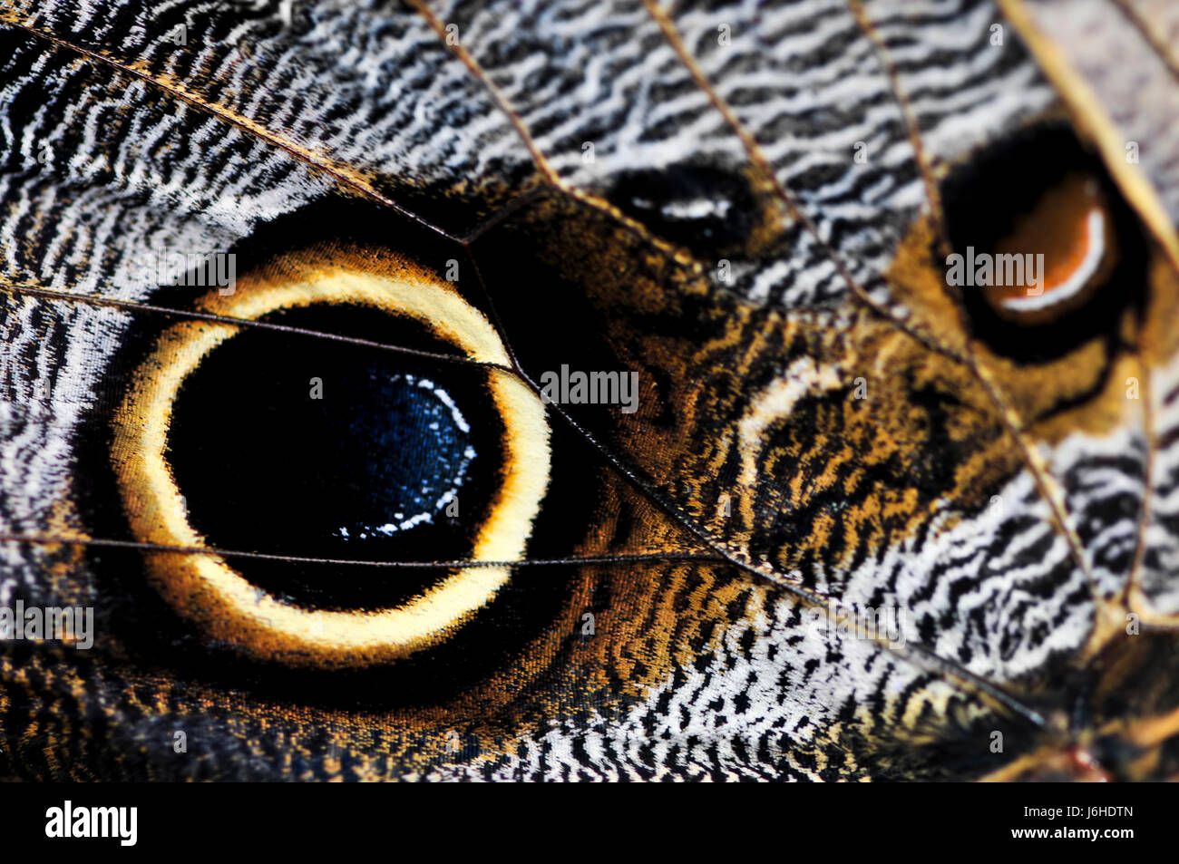 insect butterfly owl bug wings spot close macro close-up macro admission close Stock Photo