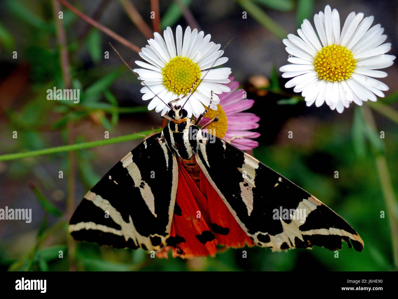 butterfly bear butterfly moth flag daisy russian hispanic red spanish Stock Photo