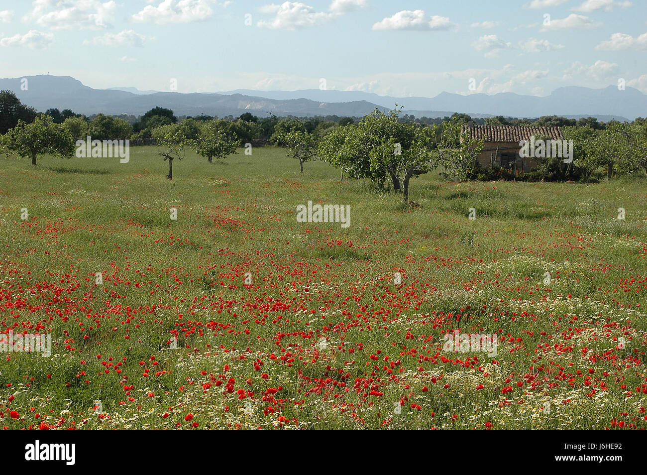 field mallorca poppy meadow nature field flower flowers plant mallorca