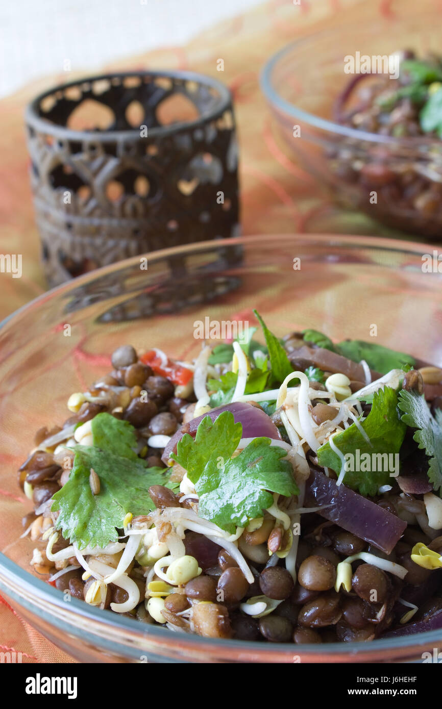 germination bowl indian lenses starter coriander sprouts salad