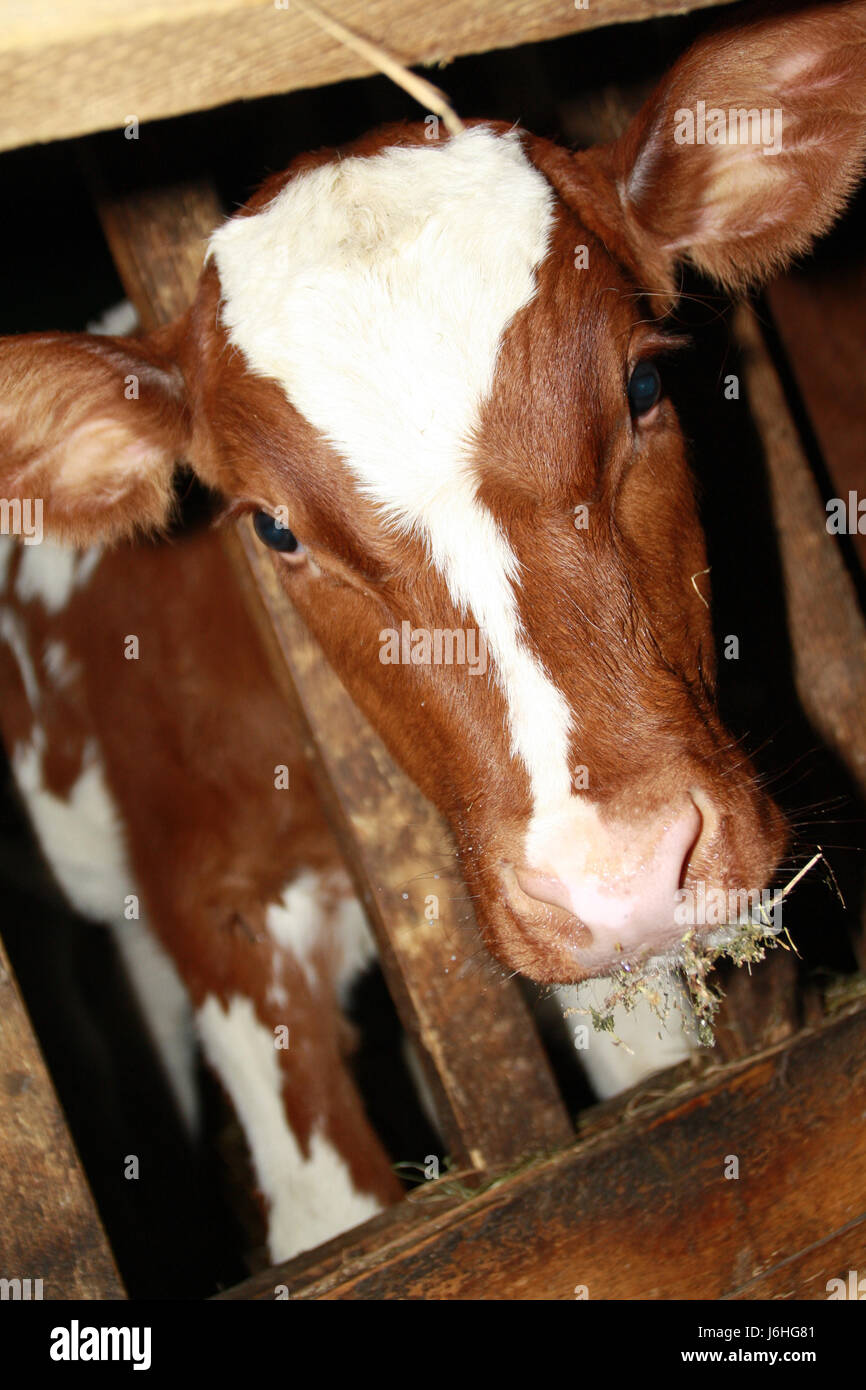 Bull stable hi-res stock photography and images - Alamy