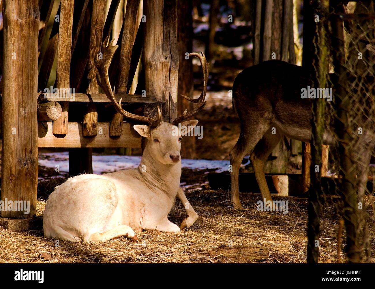 animals blank european caucasian animal world horns fallow deer nature hart Stock Photo