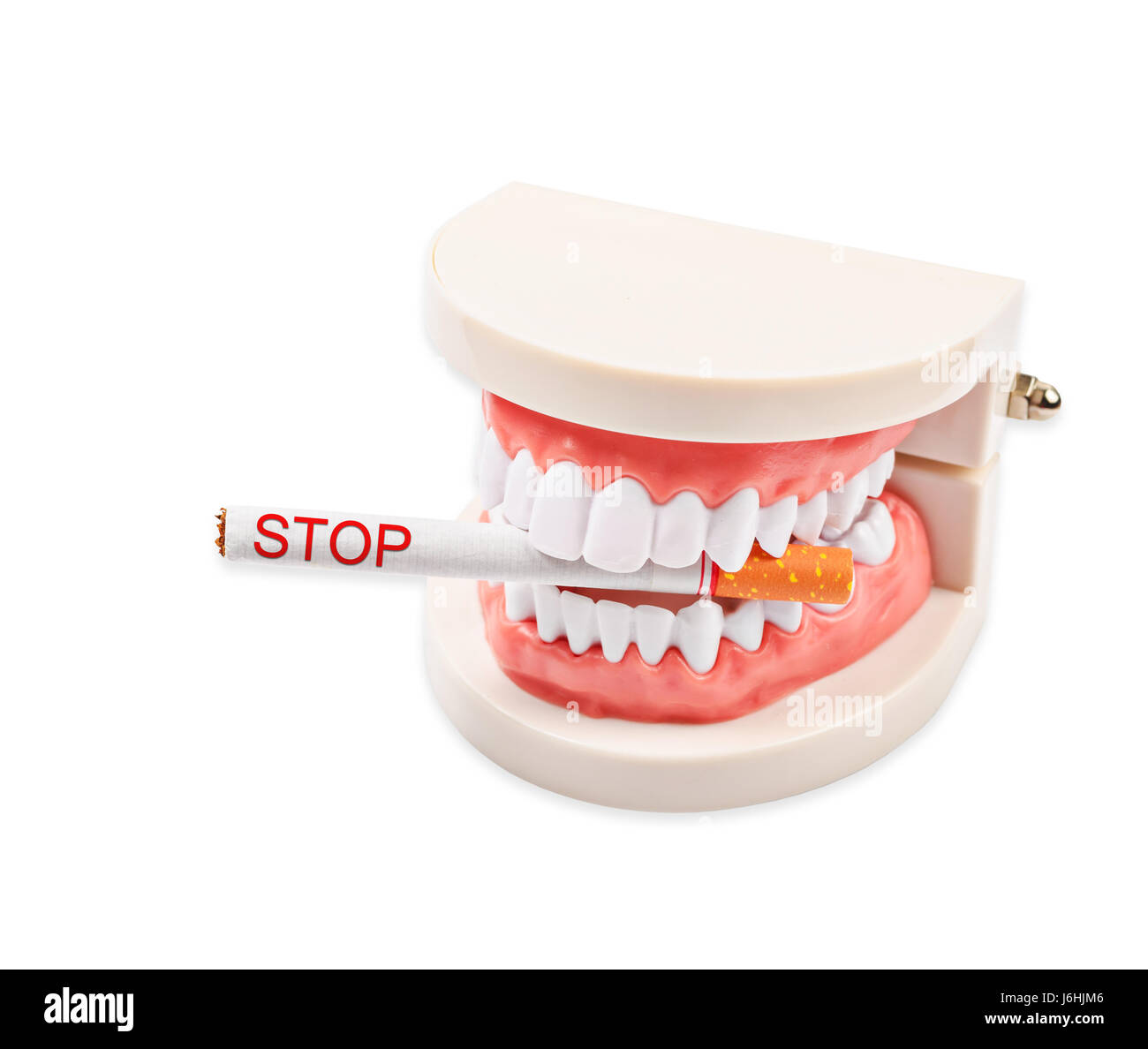 Tobacco with Stop word in dentist demonstration teeth model. isolated on white background, Save clipping path. Stock Photo
