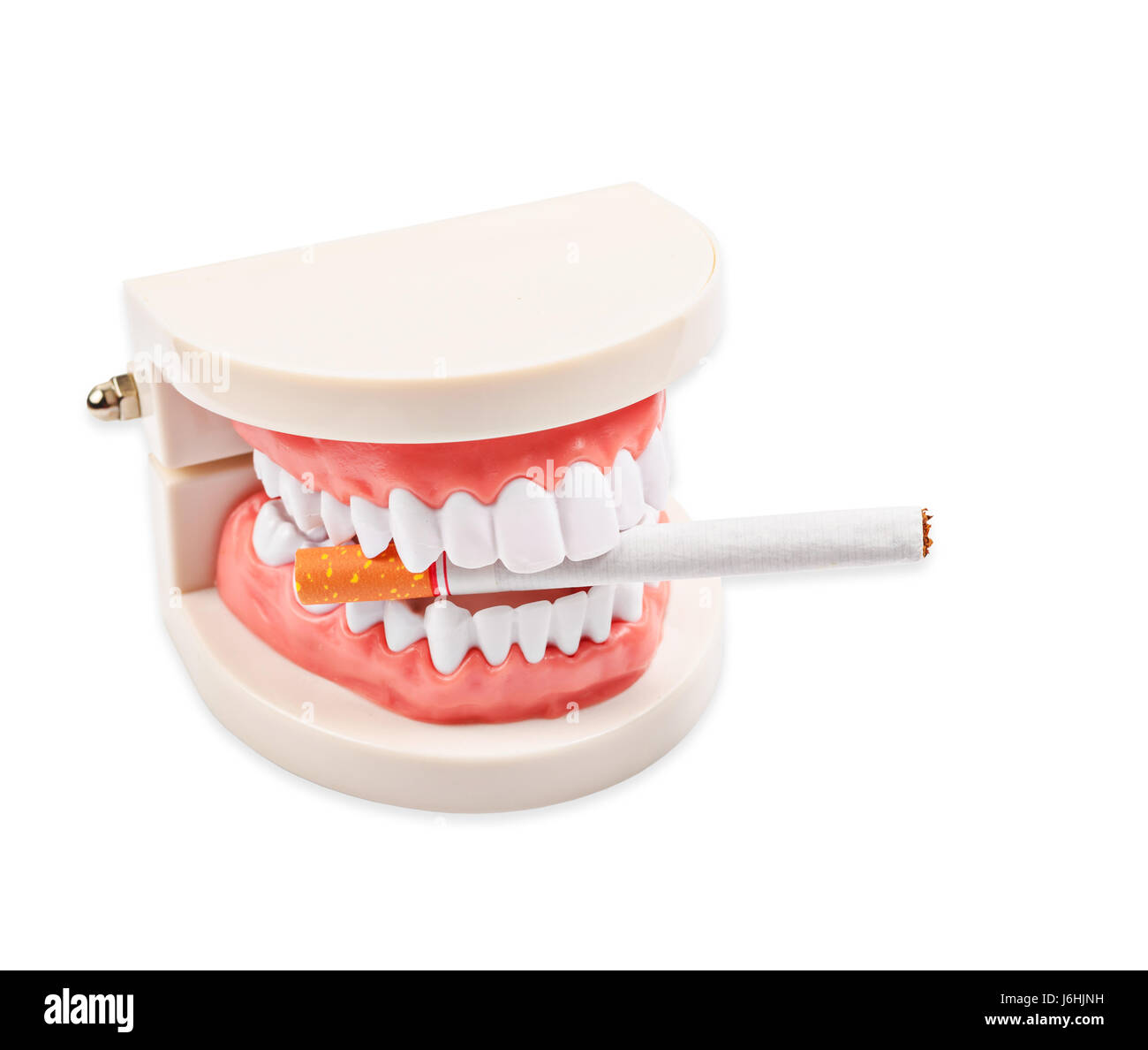Tobacco in dentist demonstration teeth model. isolated on white background, Save clipping path. Stock Photo