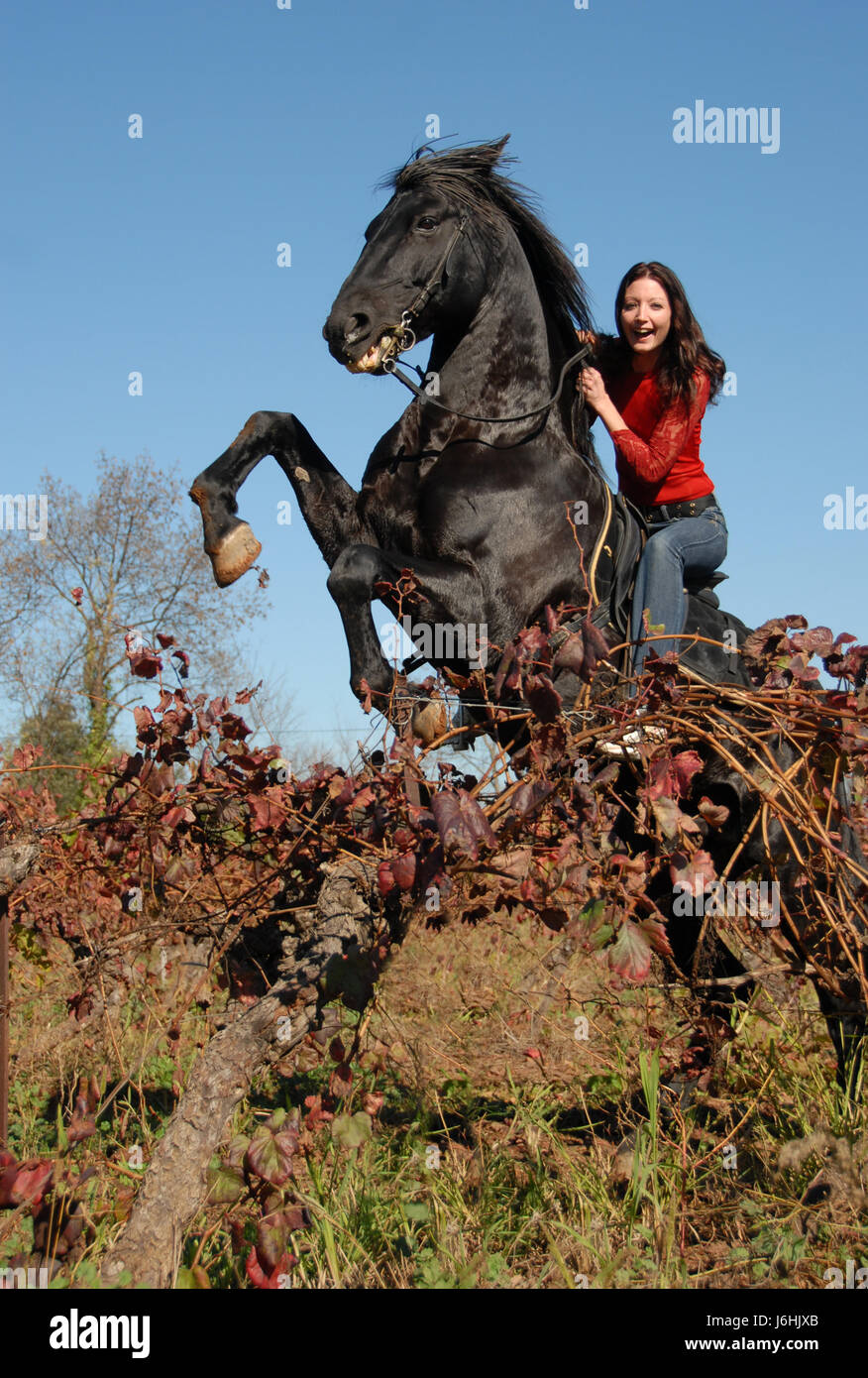 woman horse stallion happiness rearing blue laugh laughs laughing twit giggle Stock Photo