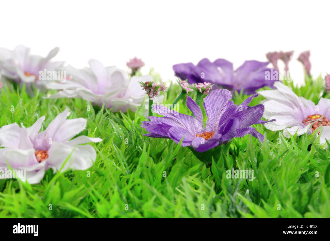 flower plant bloom blossom flourish flourishing easter purple flower meadow Stock Photo