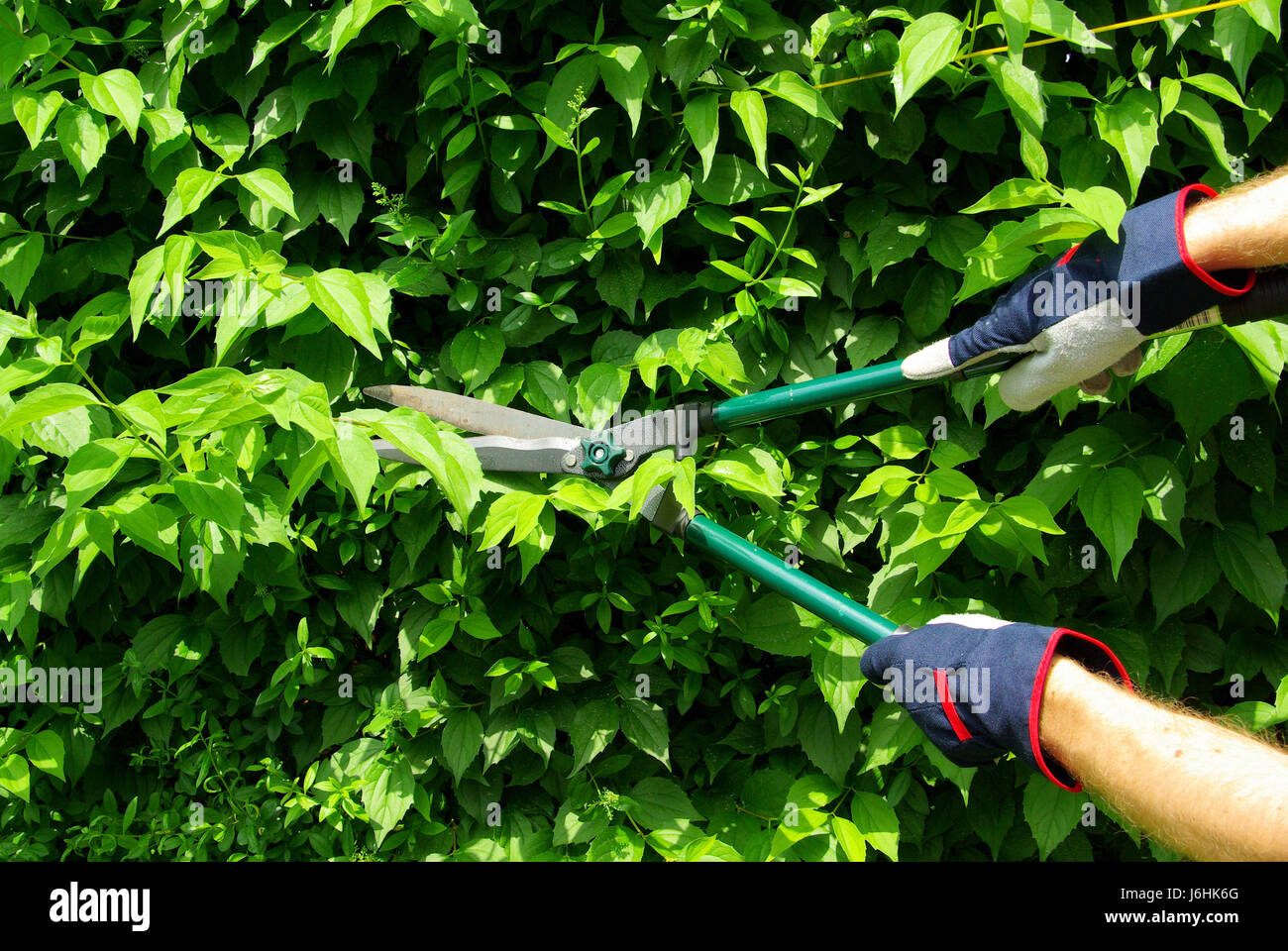 hedge cutting cut a hedge 10 Stock Photo Alamy