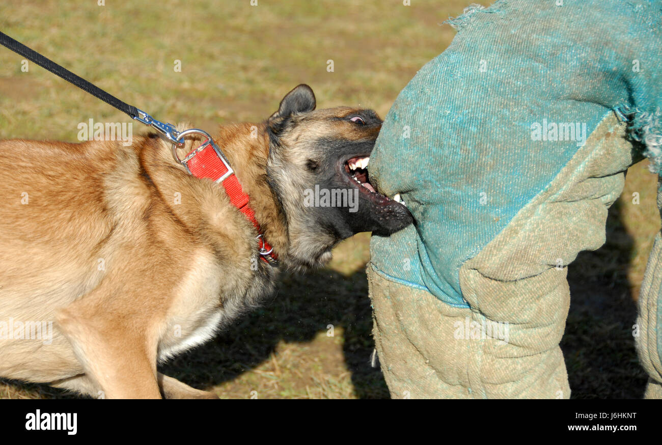 dog shepherd belgian danger animal pet teeth guard dog one german eye training Stock Photo