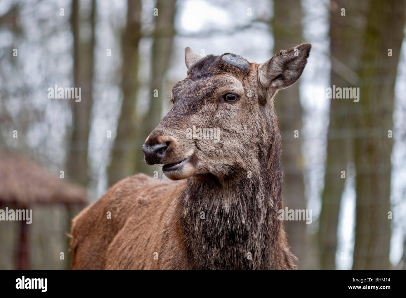 red deer - cervus elaphus Stock Photo - Alamy