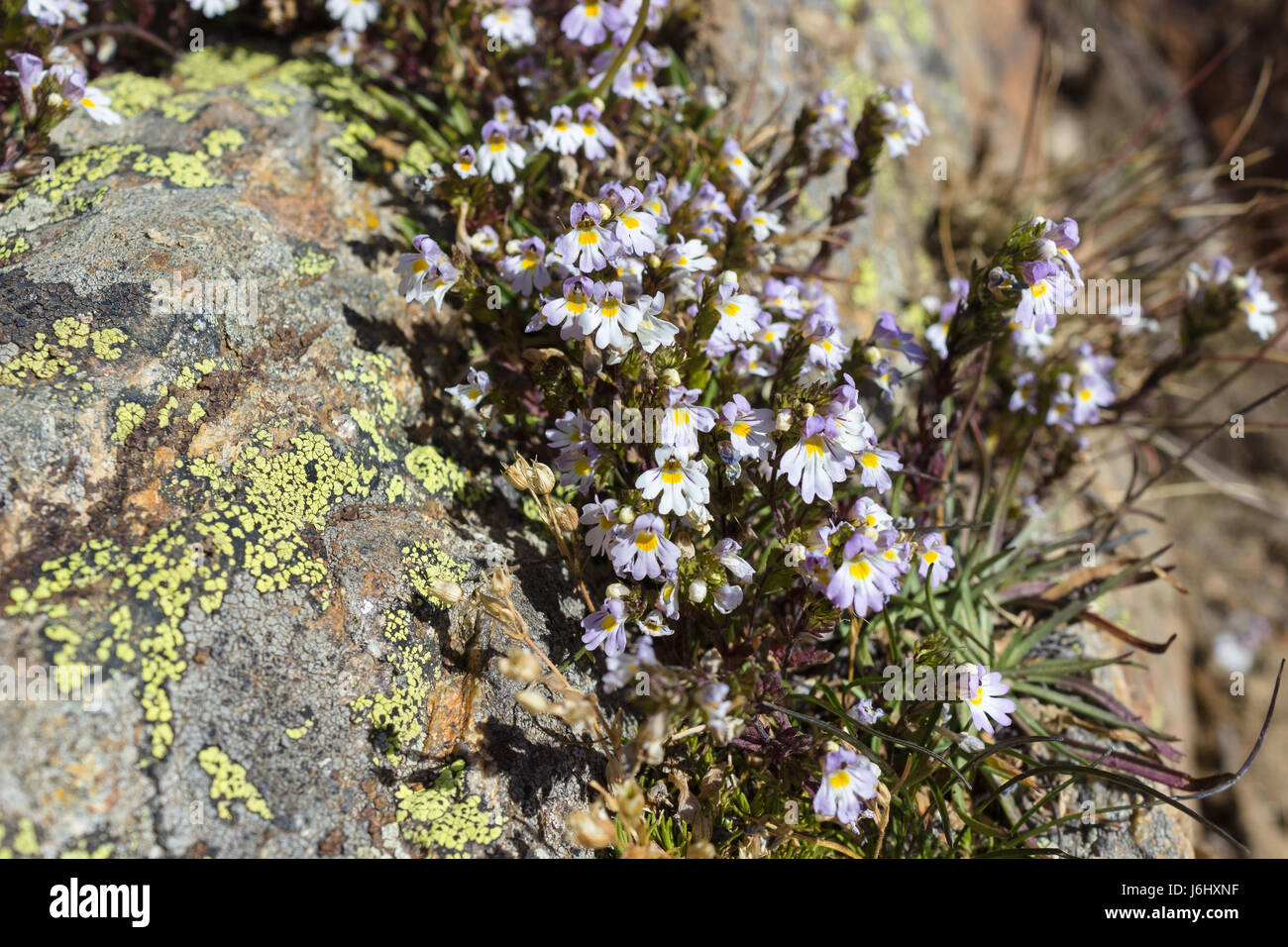 Alpine flower, Euphrasia Alpina (Eyebright) on rock with lichen. Valpelline, Aosta valley, Italy. Eyebright is used in treating eye infections. Stock Photo