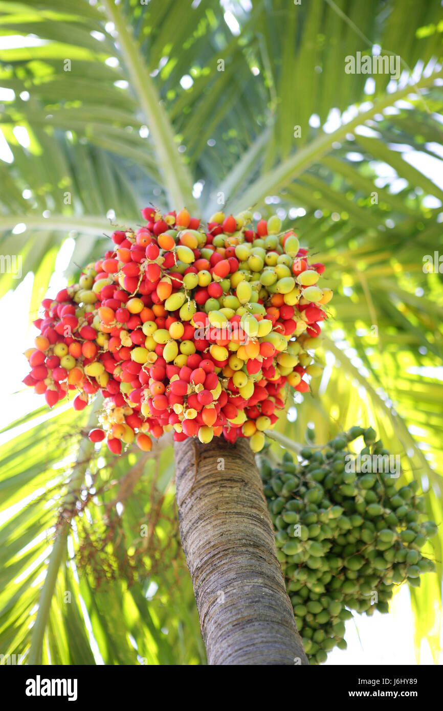 tree,vertical,palm,edible,plants,butia fruit,top view Stock Photo