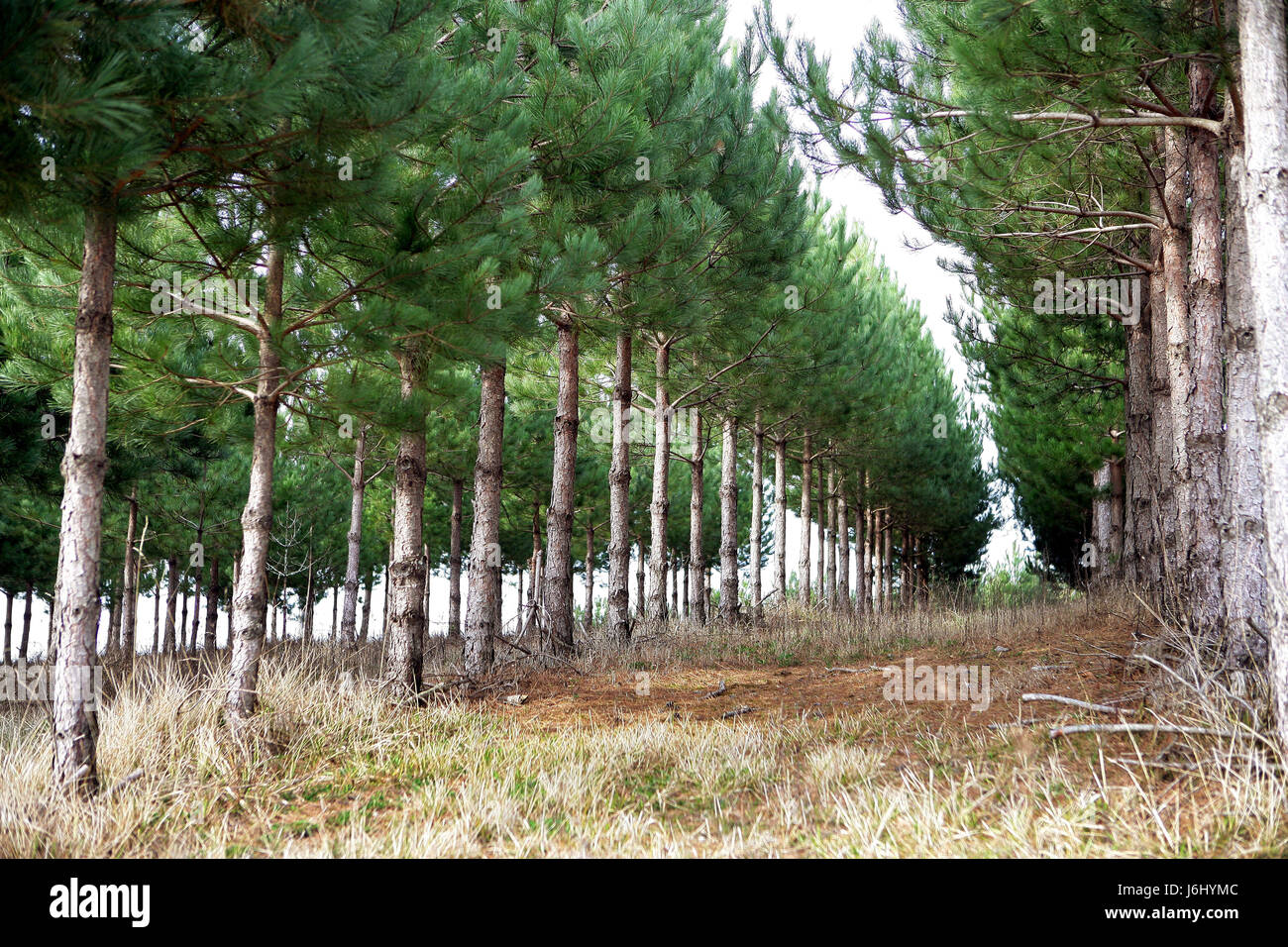 tree trees wild leaves horizontal lawn green forest foliage natural ...