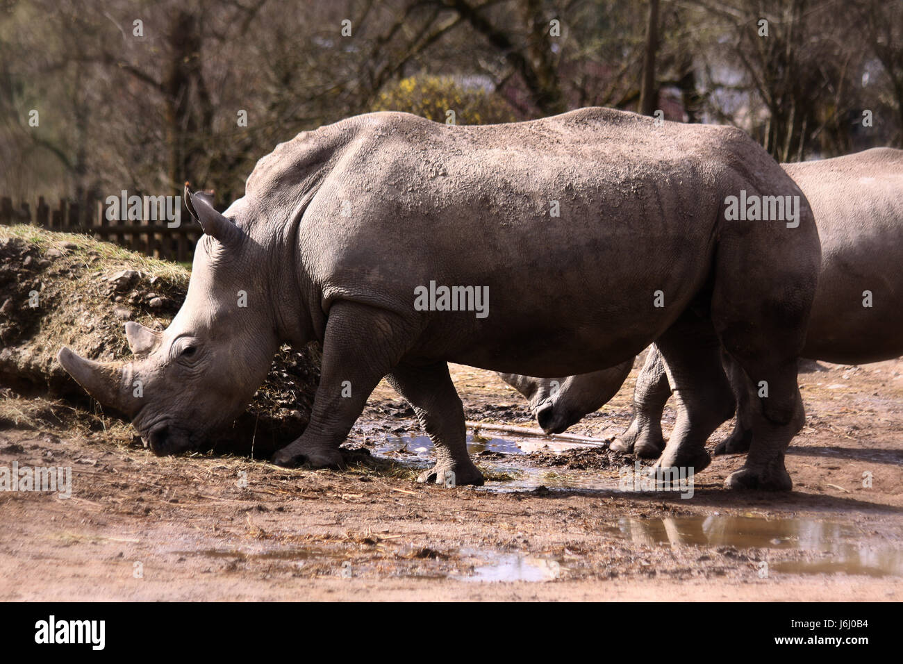 animal horn heavy hard nature rhino rhinoceros animal mammal savannah rough Stock Photo