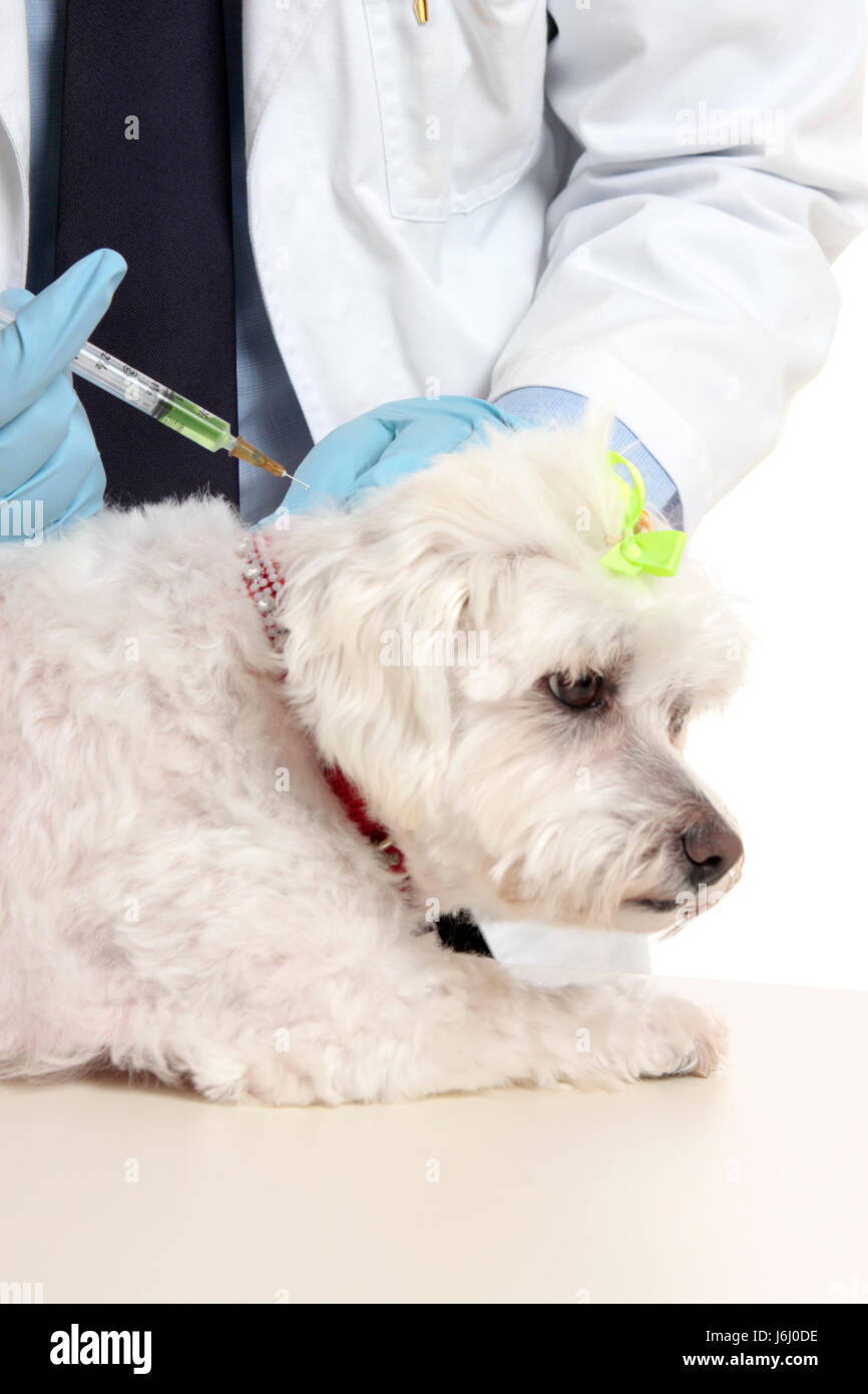 medicinally medical pet needle injection vet veterinarian syringe man