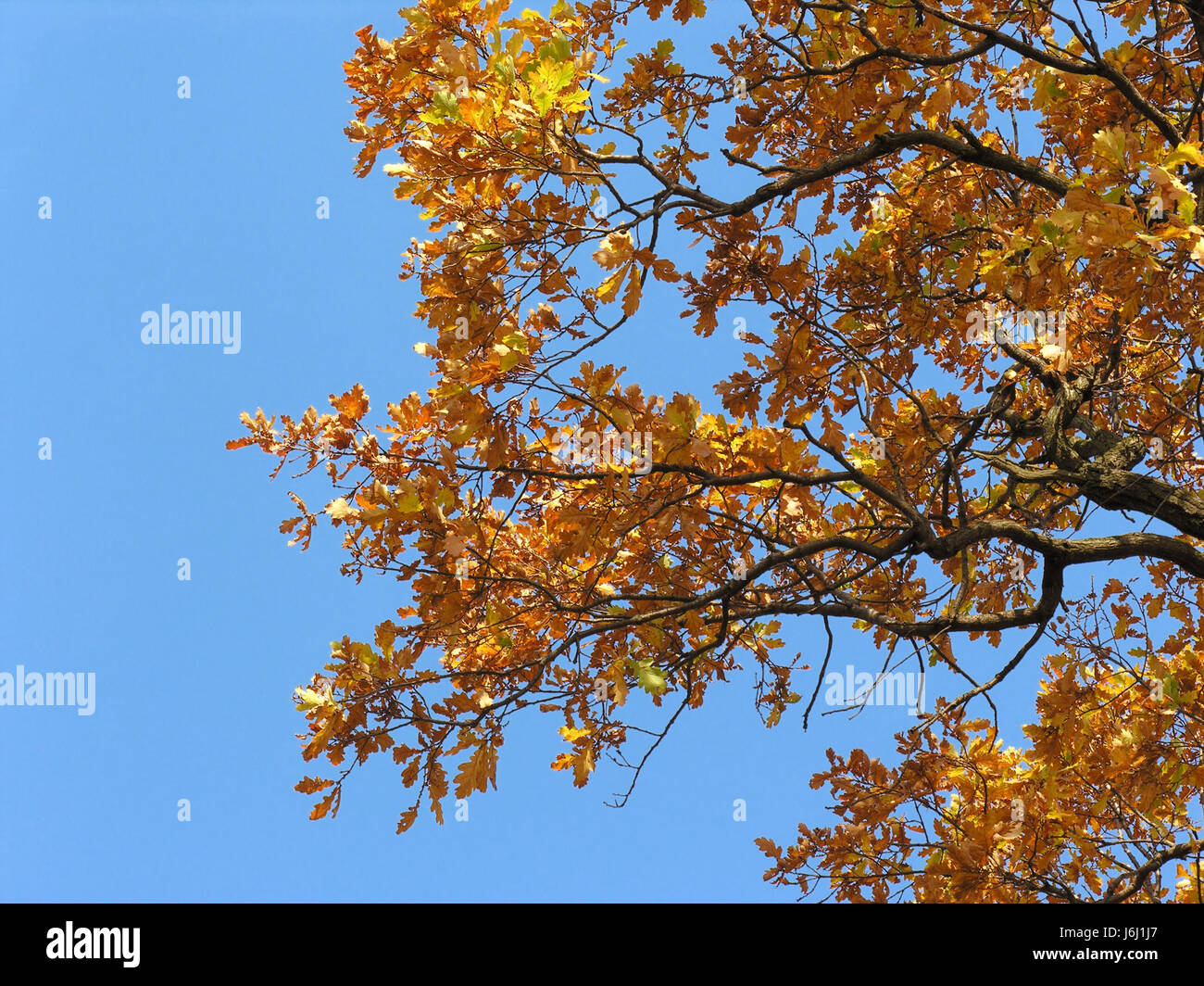 blue leaf environment enviroment tree park green wood ground soil earth ...