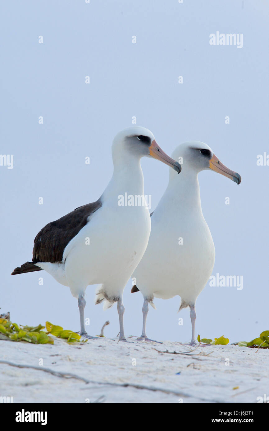 Laysan albatross, Phoebastria immutabilis Stock Photo