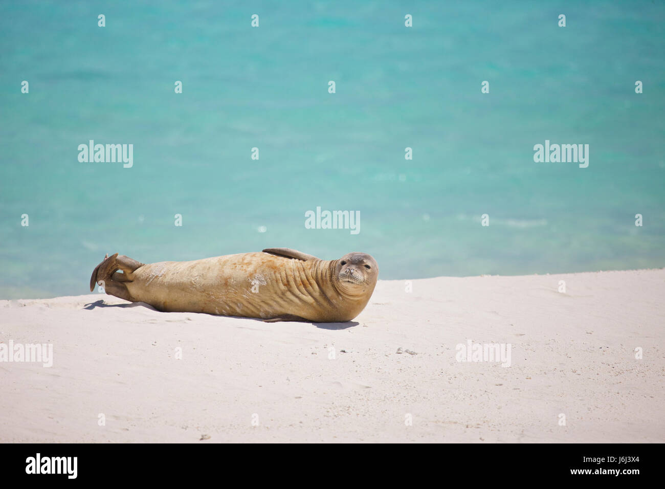 Hawaiian monk seal, Neomonachus schauinslandi, Midway, Midway Atoll Stock Photo