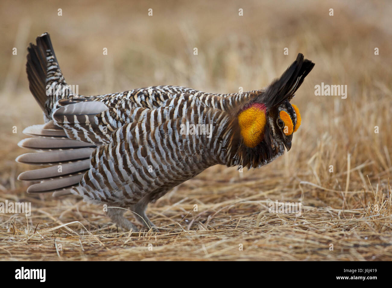 greater prairie chicken or pinnated grouse (Tympanuchus cupido) Stock Photo