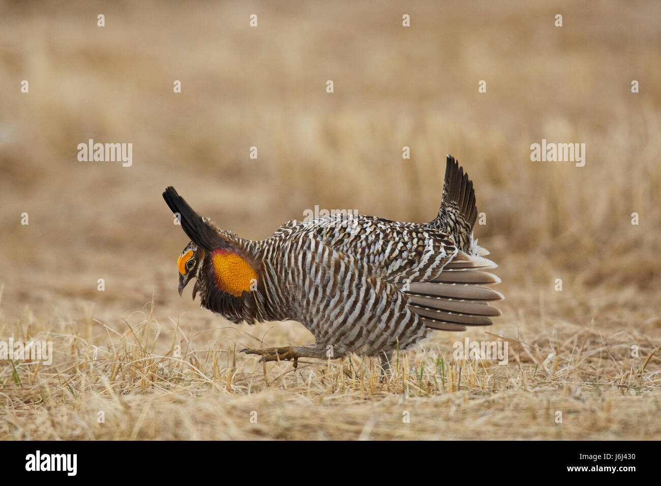 greater prairie chicken or pinnated grouse (Tympanuchus cupido) Stock Photo
