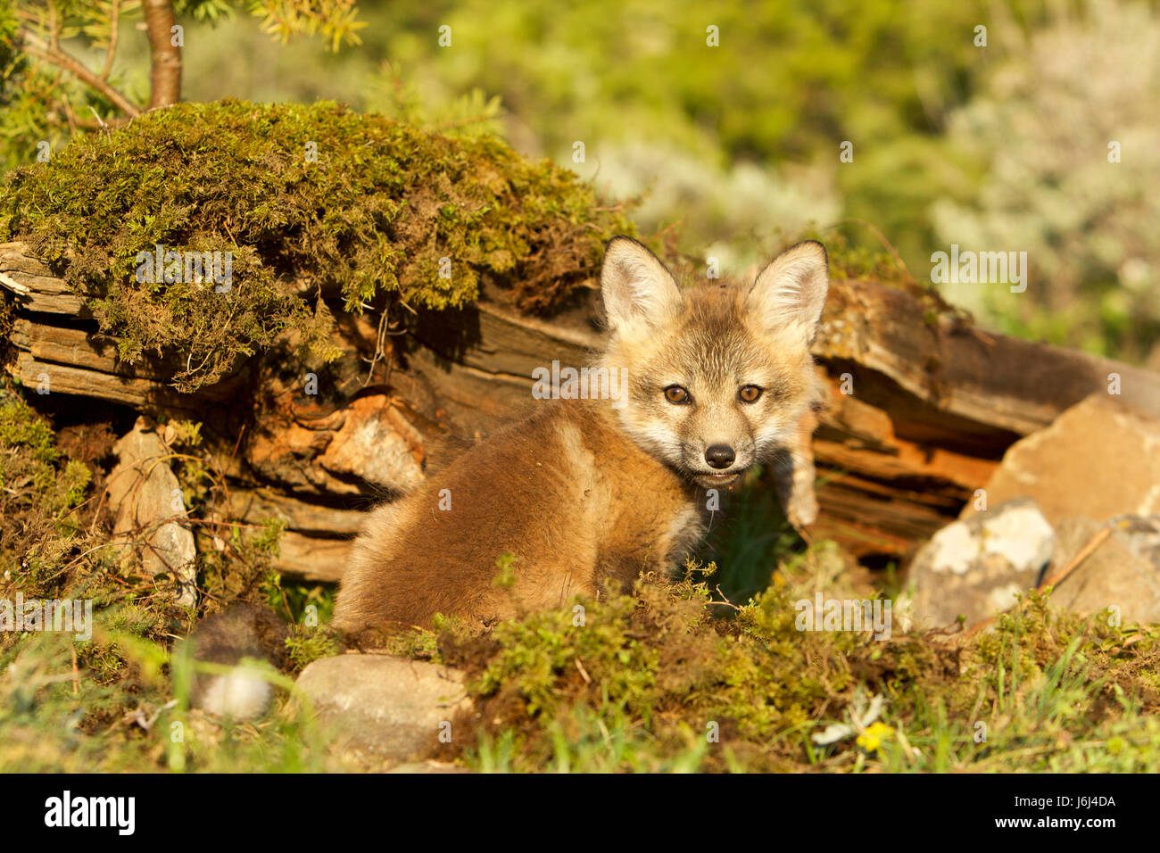 Red Fox , Vulpes vulpes Stock Photo