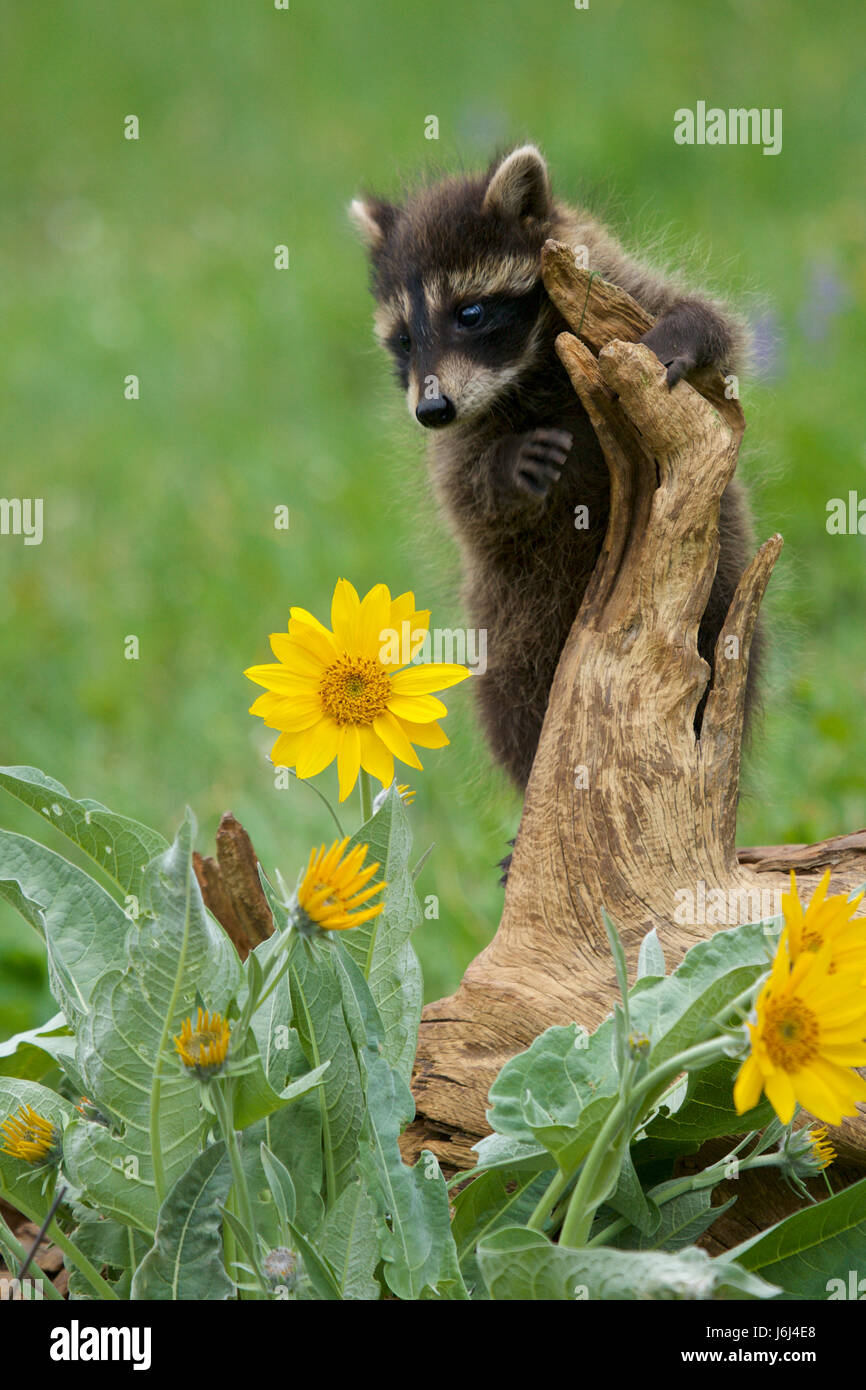raccoon, Procyon lotor Stock Photo
