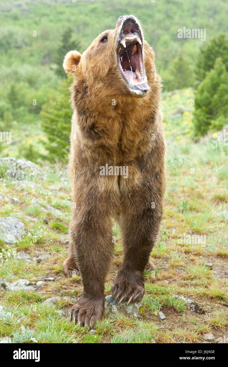 Grizzly bear, Ursus arctos horribilis, Montana Stock Photo