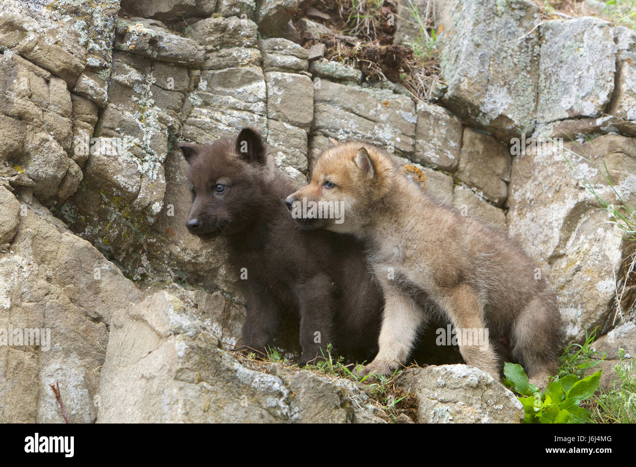 Gray Wolf, Canis lupus, Timber Wolf Stock Photo