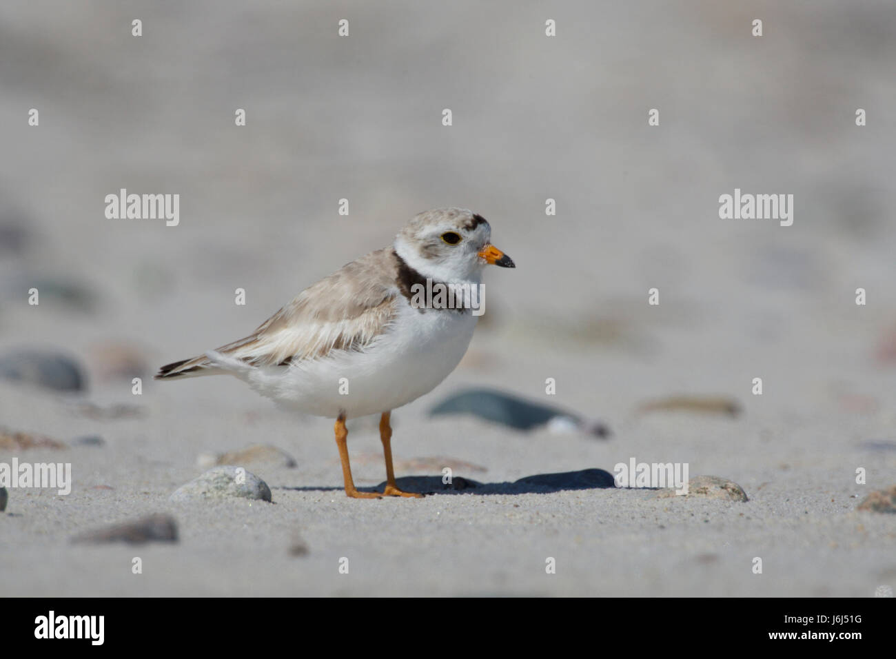piping plover (Charadrius melodus) Stock Photo